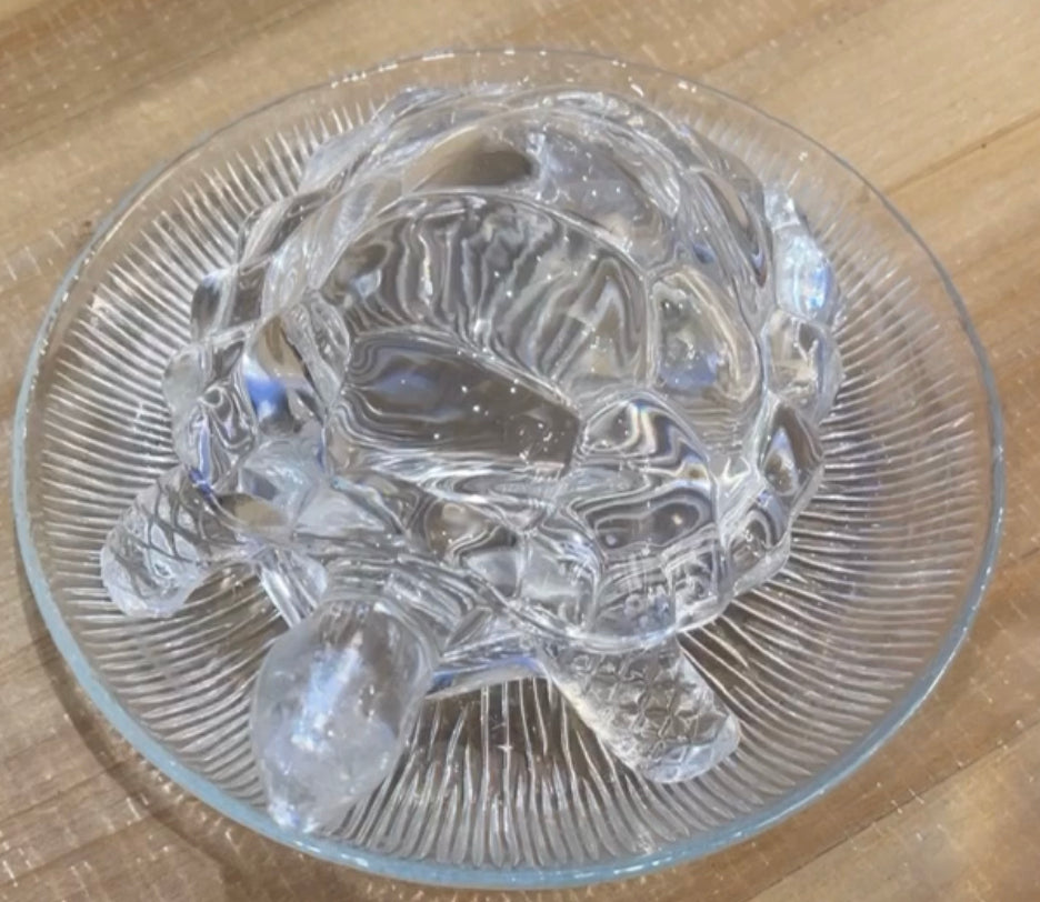 السلحفاء المائيه حجم كبير